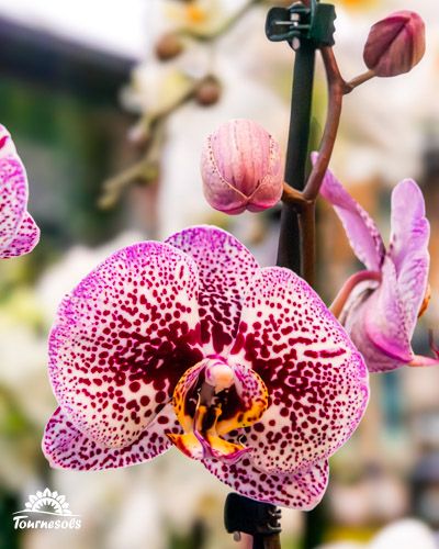 Belles orchidées Phalaenopsis en pleine floraison, idéales pour la décoration intérieure naturelle.